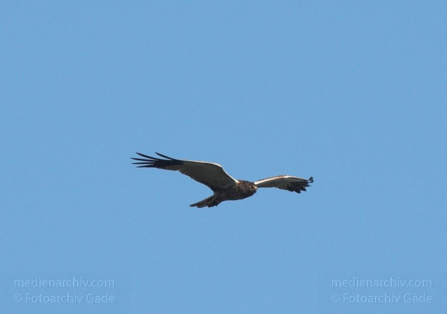 Feldberger Seenlandschaft. Rohrweihe. Greifvogel
8. 7. 2011. Mecklenburg-Vorpommern. Feldberger Seenlandschaft. Carwitz. Fauna Tiere. Rohrweihe im Flug. Greifvogel. Männliche Rohrweihe im Flug (Circus aeruginosus) Greifvogel. Familie der Habichtartigen (Accipitridae)
Schlüsselwörter: birds;Carwitz;Fauna;Feldberger-Seenlandschaft;Greifvogel;Mecklenburg-Vorpommern;Raubvogel;Rohrweihe;Tiere;Vogel;Vögel;2011