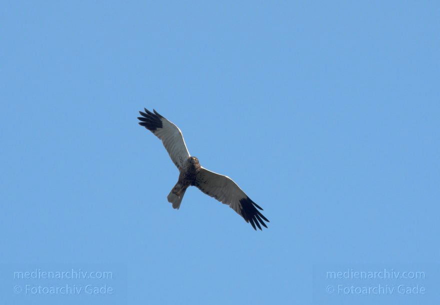 Feldberger Seenlandschaft. Rohrweihe. Greifvogel
8. 7. 2011. Mecklenburg-Vorpommern. Feldberger Seenlandschaft. Carwitz. Fauna Tiere. Rohrweihe im Flug. Greifvogel. Männliche Rohrweihe im Flug (Circus aeruginosus) Greifvogel. Familie der Habichtartigen (Accipitridae)
Schlüsselwörter: birds;Carwitz;Fauna;Feldberger-Seenlandschaft;Greifvogel;Mecklenburg-Vorpommern;Raubvogel;Rohrweihe;Tiere;Vogel;Vögel;2011