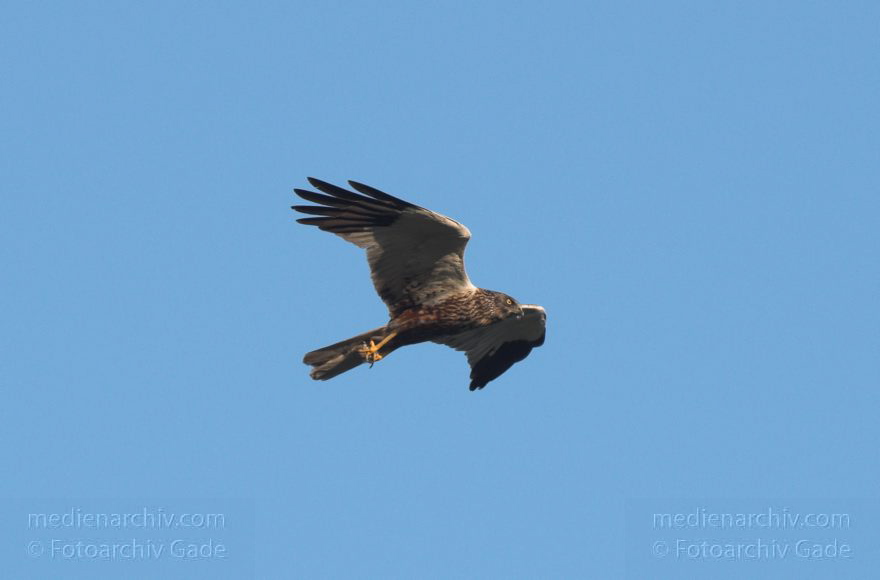 Feldberger Seenlandschaft. Rohrweihe. Greifvogel
8. 7. 2011. Mecklenburg-Vorpommern. Feldberger Seenlandschaft. Carwitz. Fauna Tiere. Rohrweihe im Flug. Greifvogel. Männliche Rohrweihe im Flug (Circus aeruginosus) Greifvogel. Familie der Habichtartigen (Accipitridae)
Schlüsselwörter: birds;Carwitz;Fauna;Feldberger-Seenlandschaft;Greifvogel;Mecklenburg-Vorpommern;Raubvogel;Rohrweihe;Tiere;Vogel;Vögel;2011