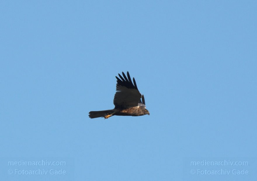 Feldberger Seenlandschaft. Rohrweihe. Greifvogel
8. 7. 2011. Mecklenburg-Vorpommern. Feldberger Seenlandschaft. Carwitz. Fauna Tiere. Rohrweihe im Flug. Greifvogel. Männliche Rohrweihe im Flug (Circus aeruginosus) Greifvogel. Familie der Habichtartigen (Accipitridae)
Schlüsselwörter: birds;Carwitz;Fauna;Feldberger-Seenlandschaft;Greifvogel;Mecklenburg-Vorpommern;Raubvogel;Rohrweihe;Tiere;Vogel;Vögel;2011