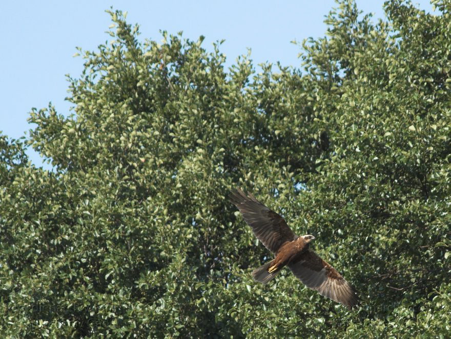 Mecklenburg-Vorpommern. Feldberger Seenlandschaft. Carwitz. Fauna Tiere. Weibliche Rohrweihe im Flug. Greifvogel
9. 7. 2011. Mecklenburg-Vorpommern. Feldberger Seenlandschaft. Carwitz. Fauna Tiere. Rohrweihe im Flug. Greifvogel. Weibliche Rohrweihe im Flug bei der Nahrungssuche (Circus aeruginosus) Greifvogel. Familie der Habichtartigen (Accipitridae)
Schlüsselwörter: birds;Carwitz;Fauna;Feldberger-Seenlandschaft;Greifvogel;Mecklenburg-Vorpommern;Raubvogel;Rohrweihe;Tiere;Vogel;Vögel;2011