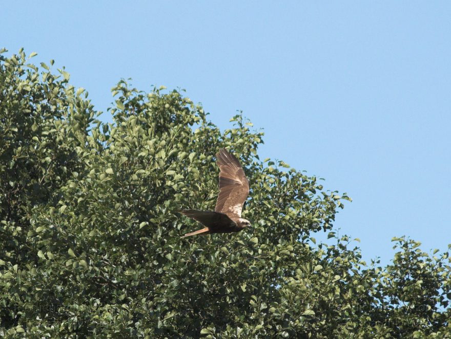 Mecklenburg-Vorpommern. Feldberger Seenlandschaft. Carwitz. Fauna Tiere. Weibliche Rohrweihe im Flug. Greifvogel
9. 7. 2011. Mecklenburg-Vorpommern. Feldberger Seenlandschaft. Carwitz. Fauna Tiere. Rohrweihe im Flug. Greifvogel. Weibliche Rohrweihe im Flug bei der Nahrungssuche (Circus aeruginosus) Greifvogel. Familie der Habichtartigen (Accipitridae)
Schlüsselwörter: birds;Carwitz;Fauna;Feldberger-Seenlandschaft;Greifvogel;Mecklenburg-Vorpommern;Raubvogel;Rohrweihe;Tiere;Vogel;Vögel;2011