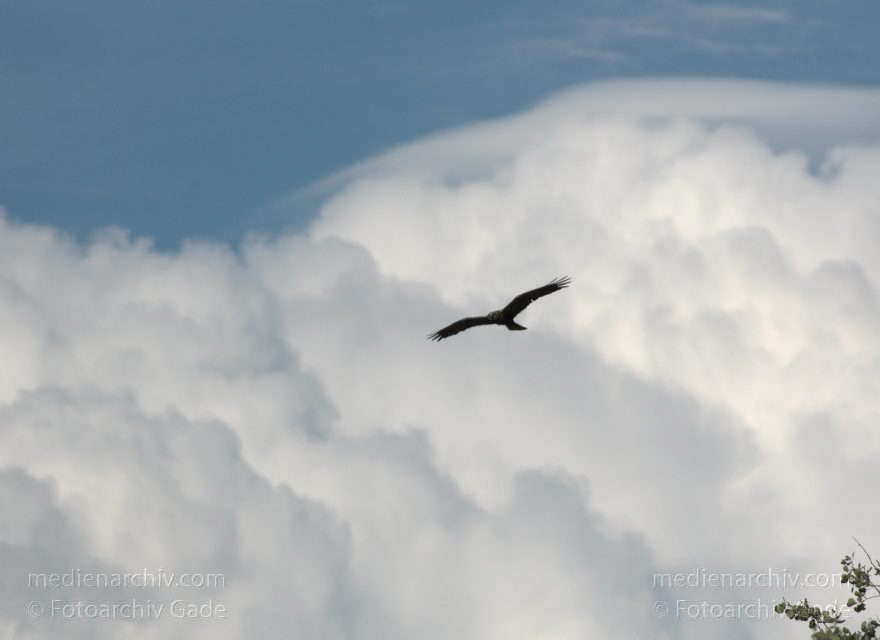 Mecklenburg-Vorpommern. Feldberger Seenlandschaft. Carwitz. Fauna Tiere. Weibliche Rohrweihe im Flug. Greifvogel
9. 7. 2011. Mecklenburg-Vorpommern. Feldberger Seenlandschaft. Carwitz. Fauna Tiere. Rohrweihe im Flug. Greifvogel. Weibliche Rohrweihe im Flug bei der Nahrungssuche (Circus aeruginosus) Greifvogel. Familie der Habichtartigen (Accipitridae)
Schlüsselwörter: birds;Carwitz;Fauna;Feldberger-Seenlandschaft;Greifvogel;Mecklenburg-Vorpommern;Raubvogel;Rohrweihe;Tiere;Vogel;Vögel;2011