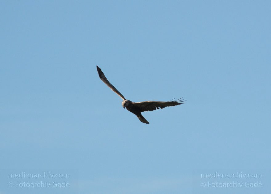 Mecklenburg-Vorpommern. Feldberger Seenlandschaft. Carwitz. Fauna Tiere. Weibliche Rohrweihe im Flug. Greifvogel
9. 7. 2011. Mecklenburg-Vorpommern. Feldberger Seenlandschaft. Carwitz. Fauna Tiere. Rohrweihe im Flug. Greifvogel. Weibliche Rohrweihe im Flug bei der Nahrungssuche (Circus aeruginosus) Greifvogel. Familie der Habichtartigen (Accipitridae)
Schlüsselwörter: birds;Carwitz;Fauna;Feldberger-Seenlandschaft;Greifvogel;Mecklenburg-Vorpommern;Raubvogel;Rohrweihe;Tiere;Vogel;Vögel;2011