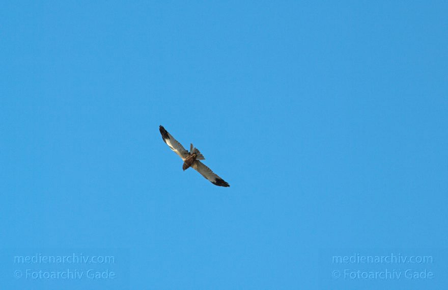 Mecklenburg-Vorpommern. Feldberger Seenlandschaft. Vogel. Seeadler. Raubvogel.
10. 6. 2009. Mecklenburg-Vorpommern. Feldberger Seenlandschaft. Carwitz. Fauna. Tiere. Vogel. Vögel. Seeadler. Raubvogel.
Schlüsselwörter: birds;Carwitz;Fauna;Feldberger-Seenlandschaft;Mecklenburg-Vorpommern;Seeadler;Tiere;Vogel;Vögel;2009