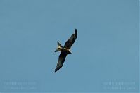 Dateiname=Vogel-20100703-17.jpg
Dateigröße=55KB
Abmessungen: 880x584
hinzugefügt am: 06. Januar 2016 Vogel-20100703-17.jpg