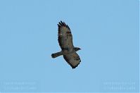 Dateiname=Vogel-Bussard-20100418-016a.jpg
Dateigröße=77KB
Abmessungen: 880x583
hinzugefügt am: 06. Januar 2016 Vogel-Bussard-20100418-016a.jpg