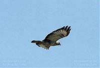 Dateiname=Vogel-Bussard-20100418-017.jpg
Dateigröße=121KB
Abmessungen: 880x605
hinzugefügt am: 06. Januar 2016 Vogel-Bussard-20100418-017.jpg