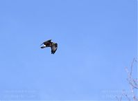 Dateiname=Vogel-Bussard-20120208-076.jpg
Dateigröße=68KB
Abmessungen: 880x644
hinzugefügt am: 06. Januar 2016 Vogel-Bussard-20120208-076.jpg