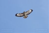 Vogel-Bussard-20120208-077.jpg