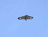 Dateiname=Vogel-Bussard-20120208-078.jpg
Dateigröße=78KB
Abmessungen: 880x668
hinzugefügt am: 06. Januar 2016 Vogel-Bussard-20120208-078.jpg