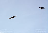 Dateiname=Vogel-Bussard-20120208-080.jpg
Dateigröße=57KB
Abmessungen: 880x608
hinzugefügt am: 06. Januar 2016 Vogel-Bussard-20120208-080.jpg