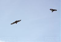 Vogel-Bussard-20120208-080.jpg