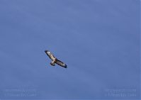 Dateiname=Vogel-Bussard-20120208-084.jpg
Dateigröße=52KB
Abmessungen: 880x622
hinzugefügt am: 06. Januar 2016 Vogel-Bussard-20120208-084.jpg