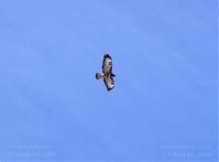 Dateiname=Vogel-Bussard-20120208-085.jpg
Dateigröße=66KB
Abmessungen: 880x650
hinzugefügt am: 06. Januar 2016 Vogel-Bussard-20120208-085.jpg