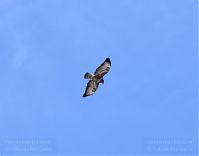 Dateiname=Vogel-Bussard-20120208-087.jpg
Dateigröße=89KB
Abmessungen: 880x690
hinzugefügt am: 06. Januar 2016 Vogel-Bussard-20120208-087.jpg