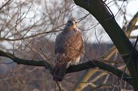 Dateiname=Vogel-Bussard-20120305-101.jpg
Dateigröße=171KB
Abmessungen: 880x584
hinzugefügt am: 06. Januar 2016 Vogel-Bussard-20120305-101.jpg