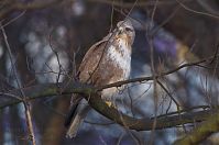 Dateiname=Vogel-Bussard-20120305-102.jpg
Dateigröße=145KB
Abmessungen: 880x584
hinzugefügt am: 06. Januar 2016 Vogel-Bussard-20120305-102.jpg