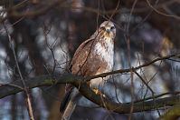 Dateiname=Vogel-Bussard-20120305-103.jpg
Dateigröße=152KB
Abmessungen: 880x584
hinzugefügt am: 06. Januar 2016 Vogel-Bussard-20120305-103.jpg