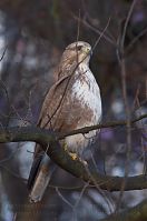 Dateiname=Vogel-Bussard-20120305-108.jpg
Dateigröße=142KB
Abmessungen: 584x880
hinzugefügt am: 06. Januar 2016 Vogel-Bussard-20120305-108.jpg