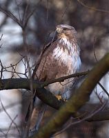 Vogel-Bussard-20120305-109.jpg