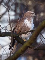 Vogel-Bussard-20120305-111.jpg