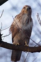 Vogel-Bussard-20120305-112.jpg