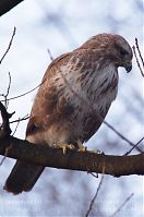 Vogel-Bussard-20120305-113.jpg