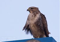 Vogel-Bussard-20120305-118.jpg