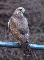 Vogel-Bussard-20120305-126.jpg