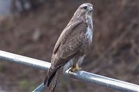 Vogel-Bussard-20120305-127.jpg