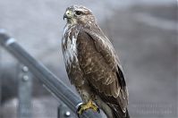 Vogel-Bussard-20120305-134.jpg