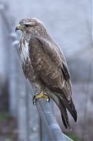 Vogel-Bussard-20120305-136.jpg