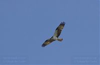 Vogel-Fischadler-20130706-112.jpg