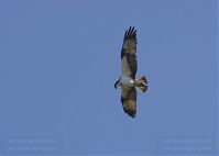 Vogel-Fischadler-20130706-113.jpg