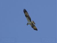 Vogel-Fischadler-20130706-114.jpg