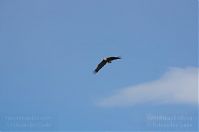 Vogel-Fischadler-20140418-100.jpg