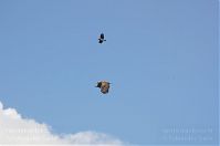 Vogel-Fischadler-20140418-101.jpg