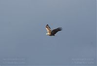 Vogel-Fischadler-20140418-103.jpg
