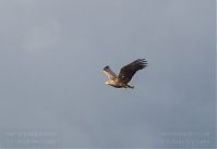 Dateiname=Vogel-Fischadler-20140418-104.jpg
Dateigröße=50KB
Abmessungen: 880x604
hinzugefügt am: 06. Januar 2016 Vogel-Fischadler-20140418-104.jpg