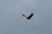 Vogel-Fischadler-20140418-105.jpg