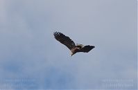 Vogel-Fischadler-20140418-106.jpg