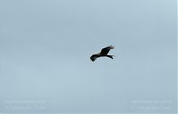 Vogel-Milan-20090609-59.jpg