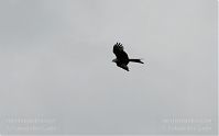 Dateiname=Vogel-Milan-20090609-60.jpg
Dateigröße=41KB
Abmessungen: 880x546
hinzugefügt am: 06. Januar 2016 Vogel-Milan-20090609-60.jpg