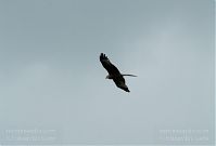 Dateiname=Vogel-Milan-20090609-61.jpg
Dateigröße=48KB
Abmessungen: 880x595
hinzugefügt am: 06. Januar 2016 Vogel-Milan-20090609-61.jpg