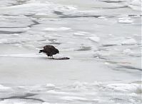 Dateiname=Vogel-Raubvogel-20101224-37.jpg
Dateigröße=129KB
Abmessungen: 880x646
hinzugefügt am: 06. Januar 2016 Vogel-Raubvogel-20101224-37.jpg