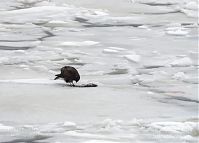 Dateiname=Vogel-Raubvogel-20101224-38.jpg
Dateigröße=130KB
Abmessungen: 880x630
hinzugefügt am: 06. Januar 2016 Vogel-Raubvogel-20101224-38.jpg