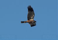 Vogel-Rohrweihe-20110708-13.jpg