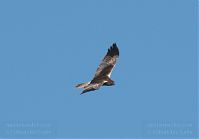 Vogel-Rohrweihe-20110708-14.jpg