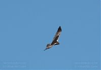 Vogel-Rohrweihe-20110708-15.jpg